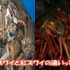 紅ズワイガニとズワイガニとの違いは？ 味・値段・産地を知る