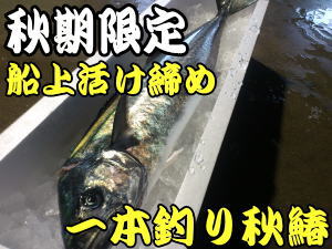 日本海の一本釣り鰆の産地漁師通販 秋期限定 漁師直送 昭和丸