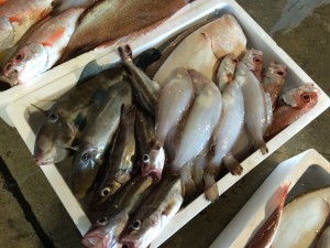 鮮魚仕入日本海