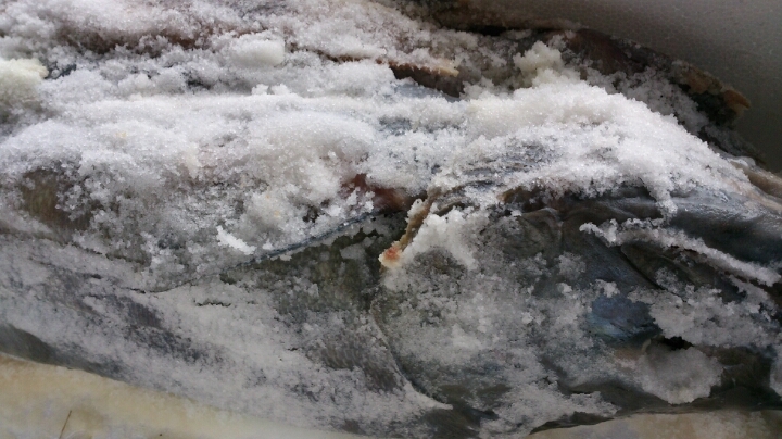 塩引き鮭を熟成