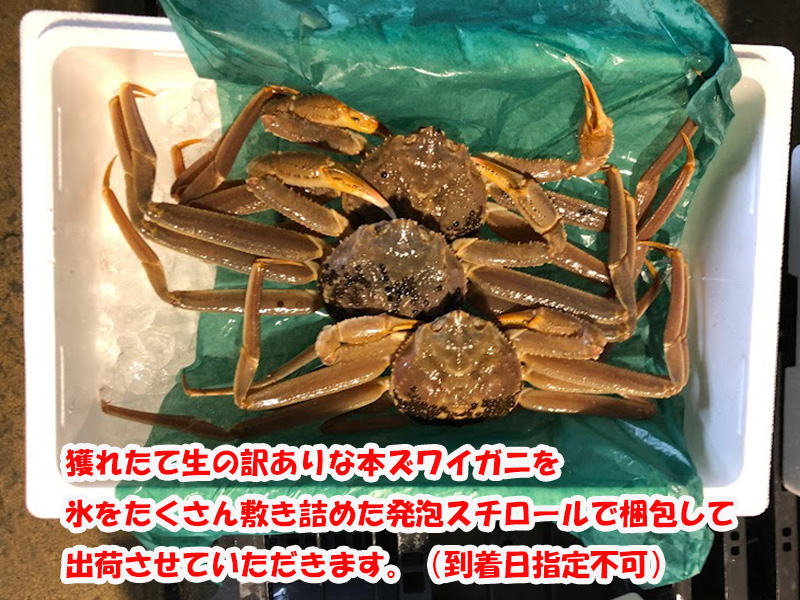 越後新潟本ズワイガニ通販｜活きた生の蟹を産地漁港からお取り寄せ 