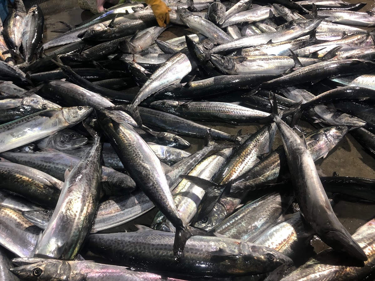 日本海新潟の電気釣り漁でサワラが大漁