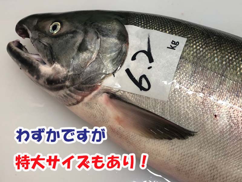 特大サイズの新潟県村上市の秋鮭