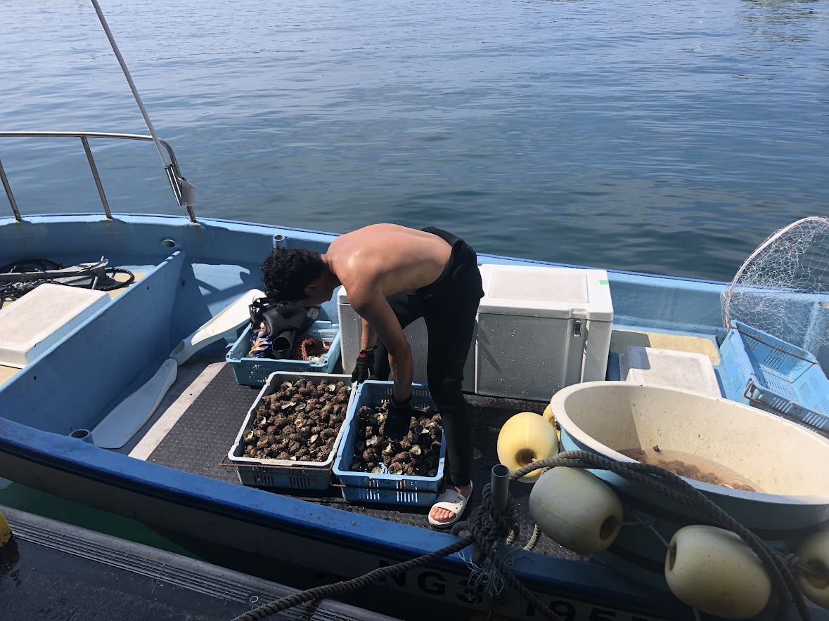 潜り漁をする新潟山北の潜り漁師