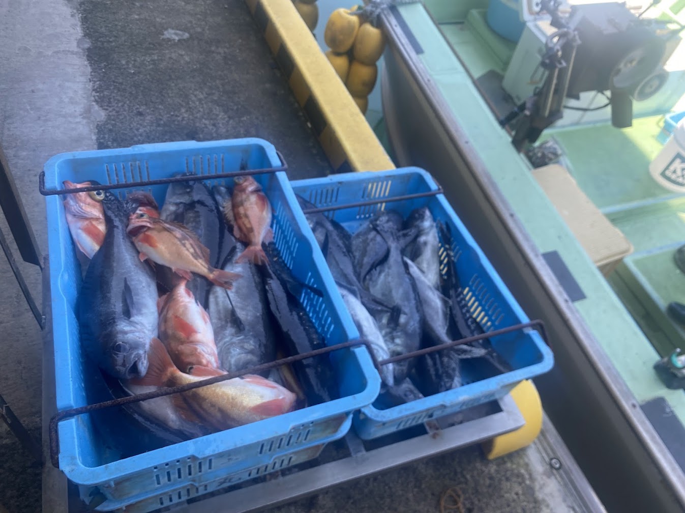 延縄漁で水揚げされた魚