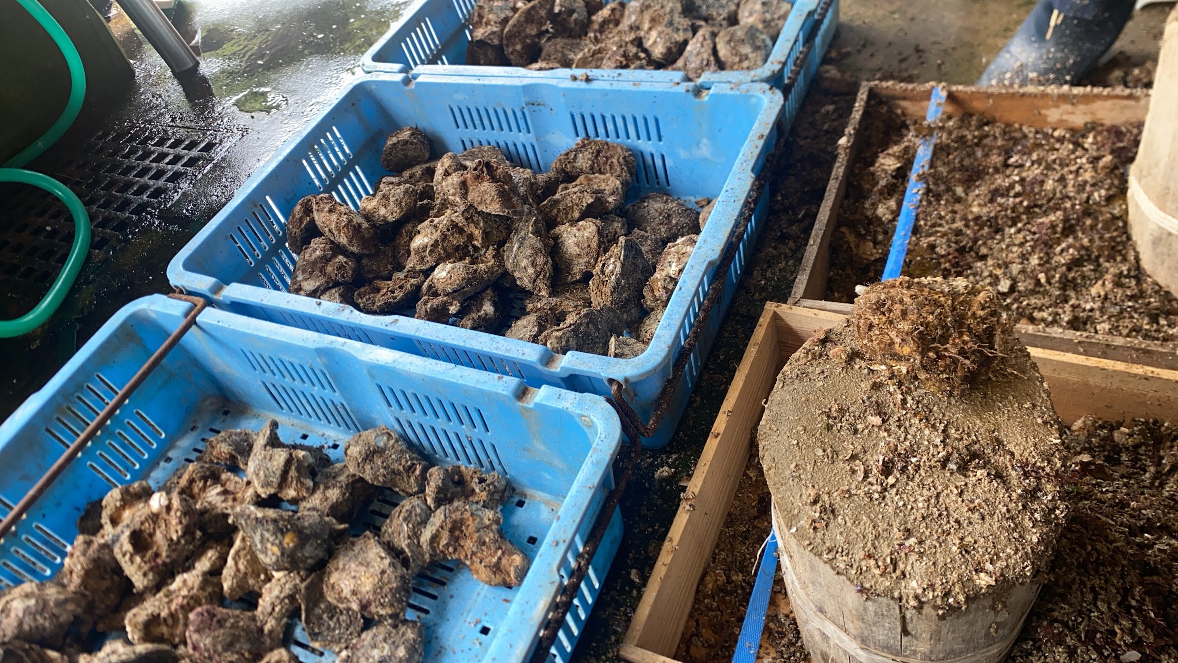 岩牡蠣の製品化のためのフジツボ除去