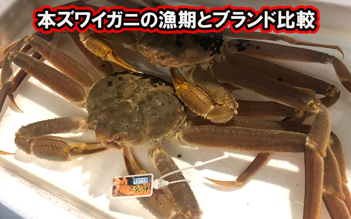 ズワイガニの漁期とブランド比較