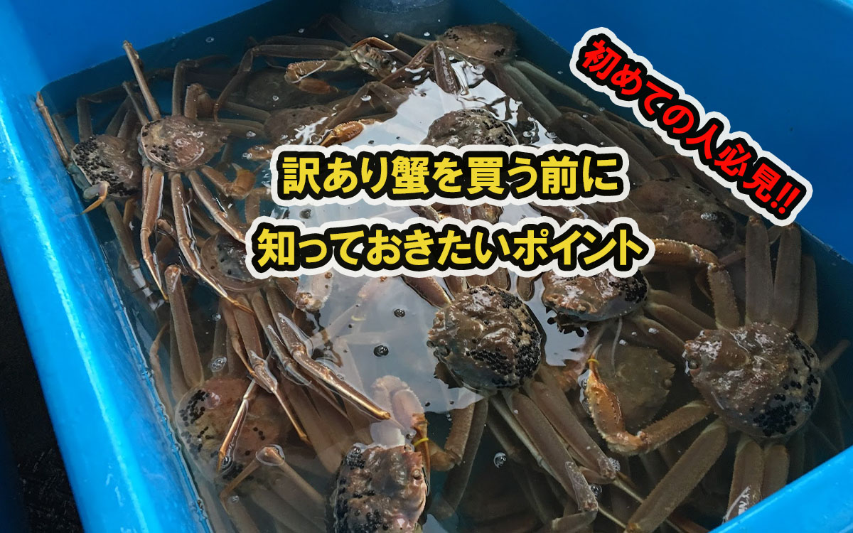 訳あり本ズワイガニを通販で買う前に知っておきたいポイント