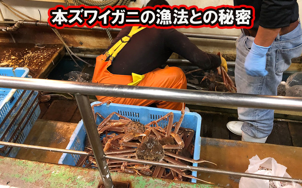 本ズワイガニの漁法と鮮度の秘密
