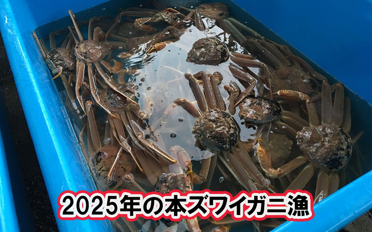 2025年の新潟本ズワイガニ漁