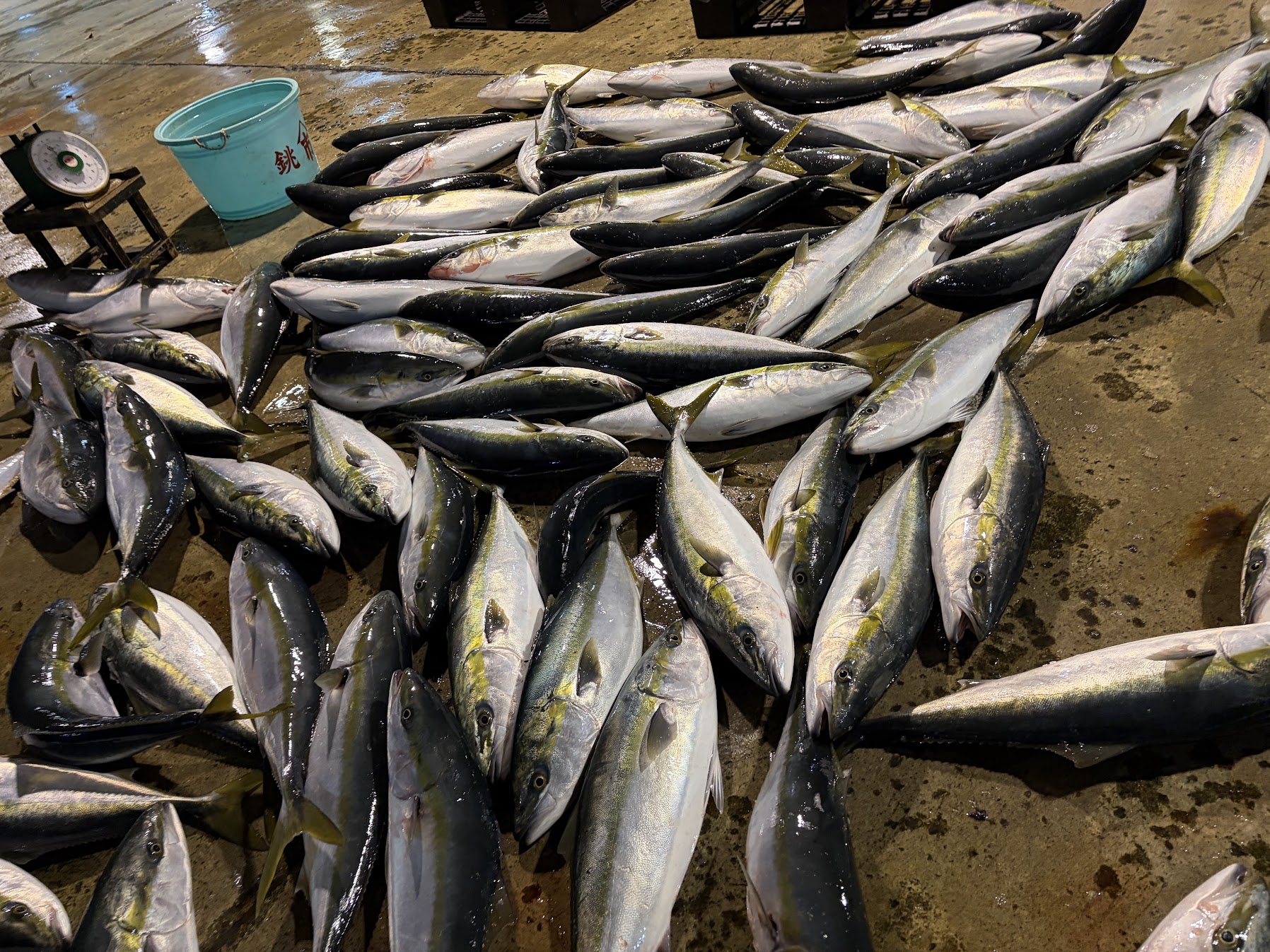 新潟の寒ブリ大漁