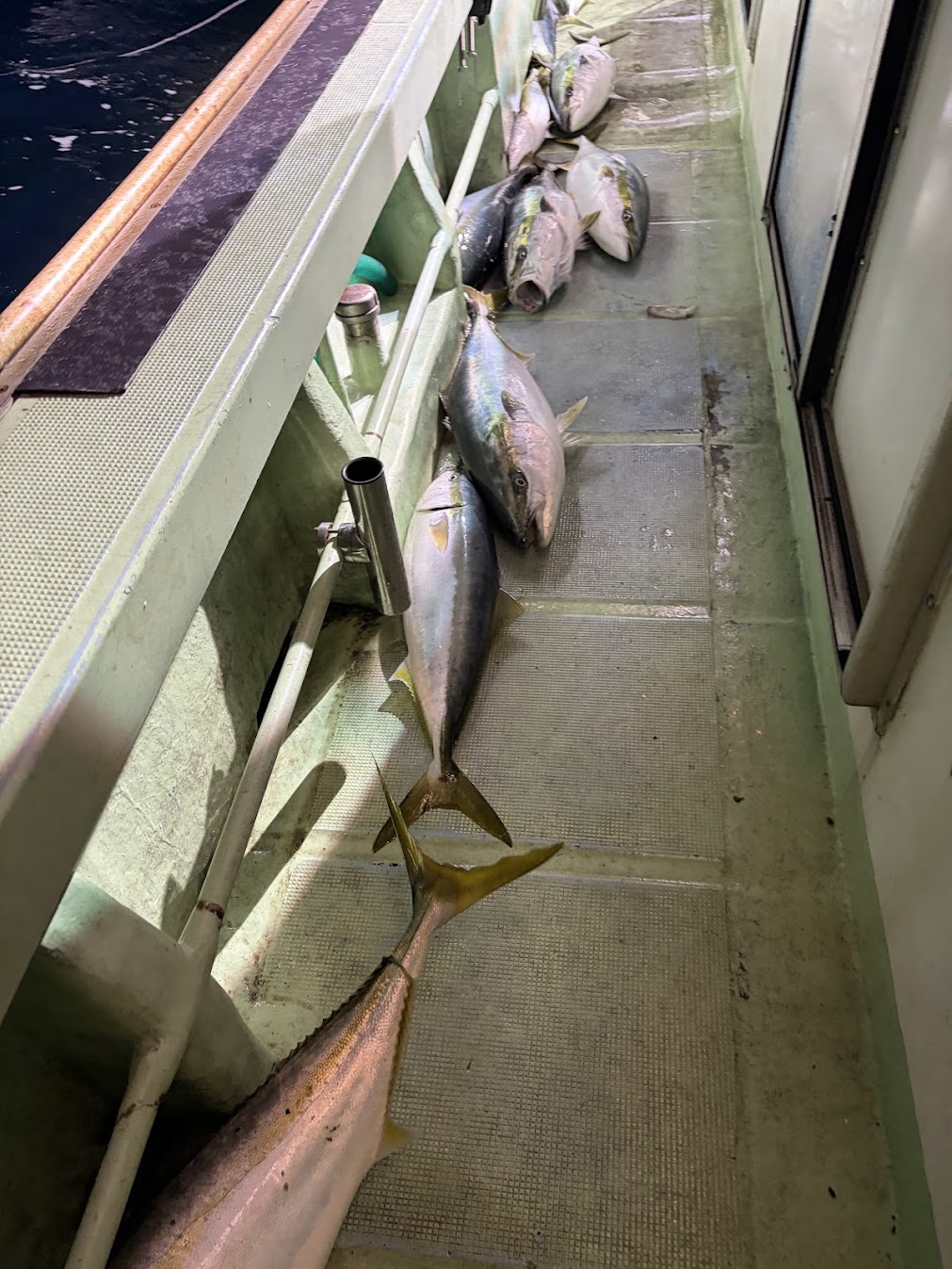 寒鰤が釣れすぎ時合