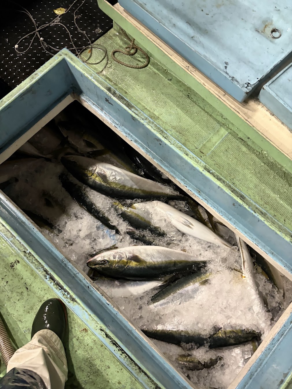 鰤大漁の船イケス