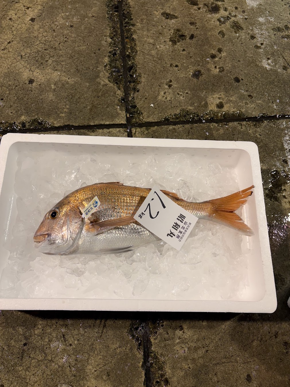 2月の釣り真鯛水揚げ